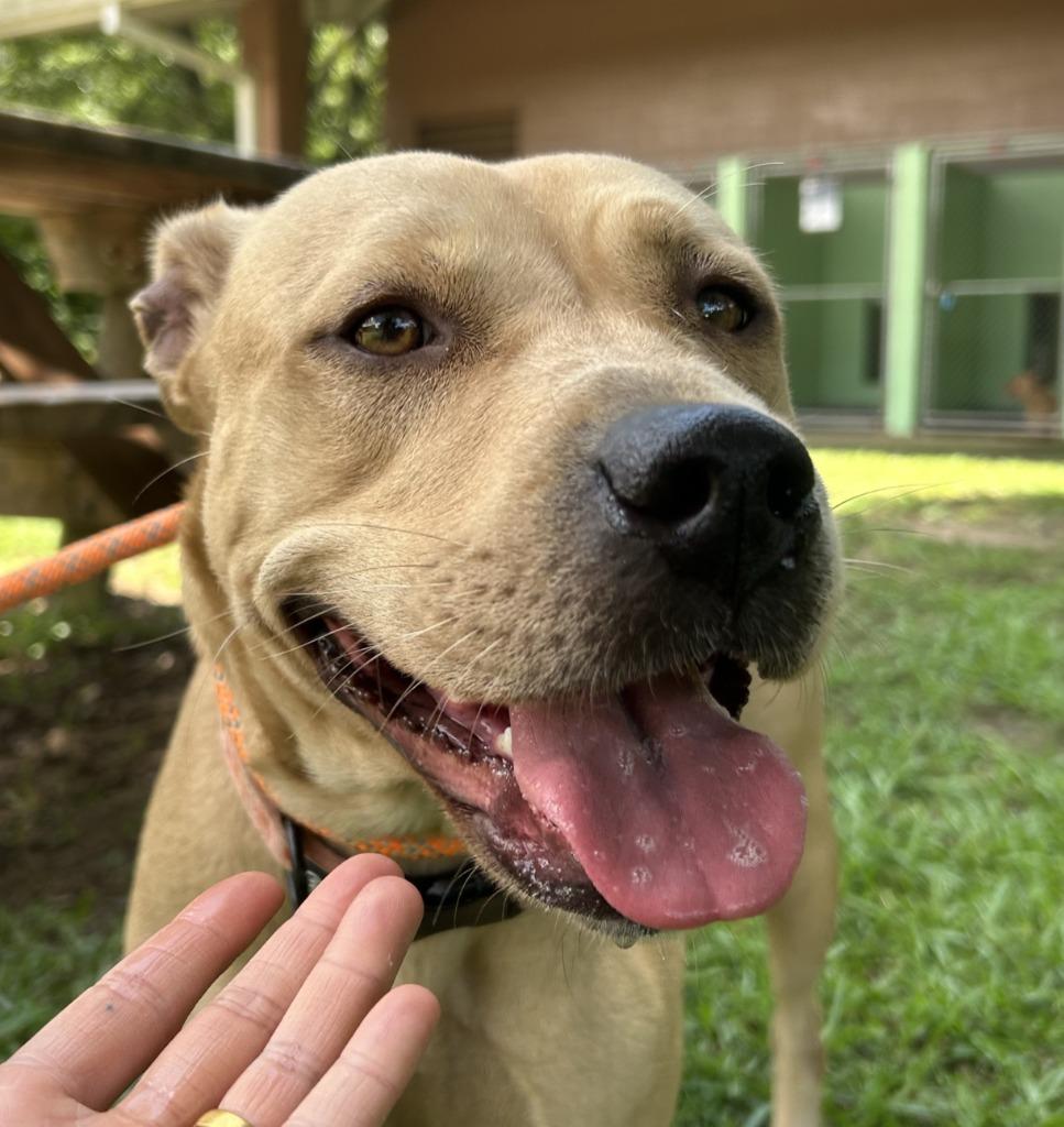 Enlarge Onion Ring, a Adoptable Pit Bull Terrier in Nacogdoches, TX image 3/5