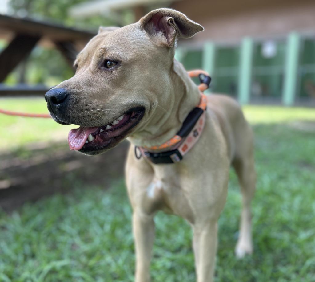 Enlarge Onion Ring, a Adoptable Pit Bull Terrier in Nacogdoches, TX image 4/5