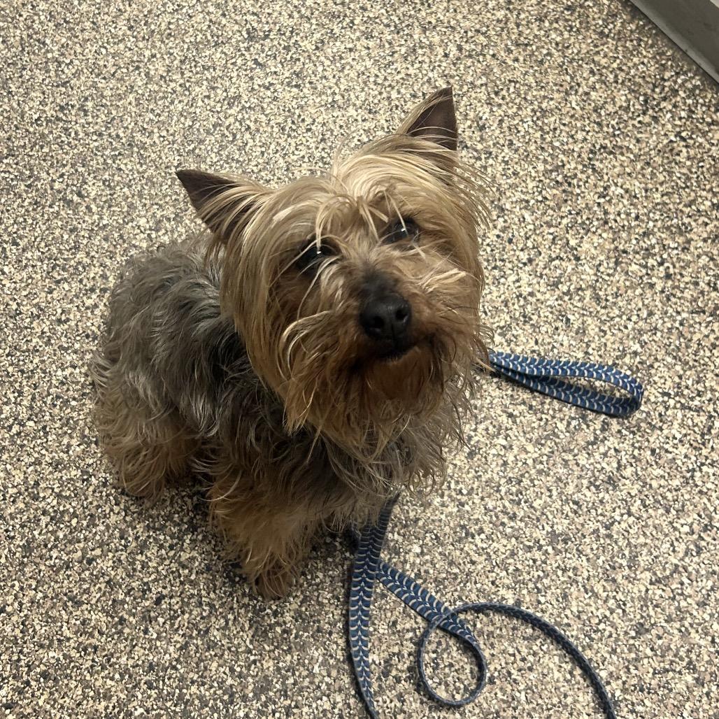 Enlarge Jasper, a Adoptable Yorkshire Terrier in Uniontown, PA image 1/1