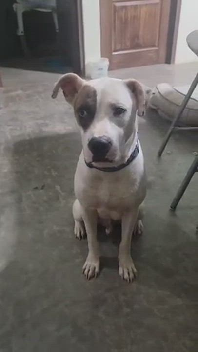 Enlarge Buddy, a Adopted mixed breed in tigard, OR video 2/7