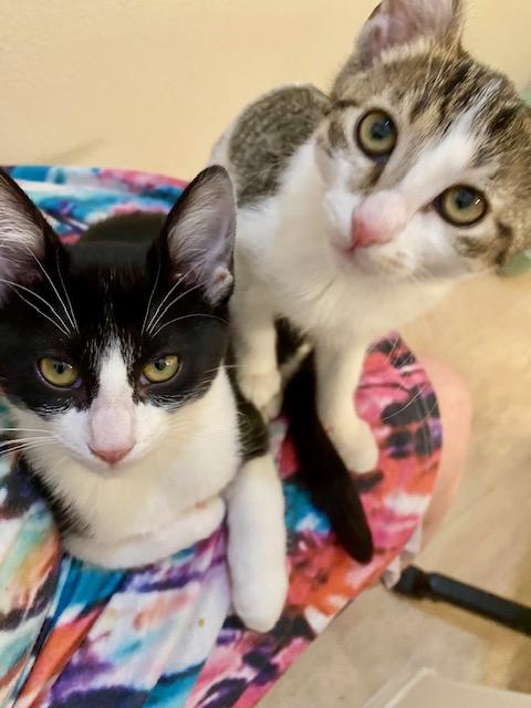 Enlarge Iris, a Adoptable Domestic Short Hair in Chino valley, AZ image 5/5