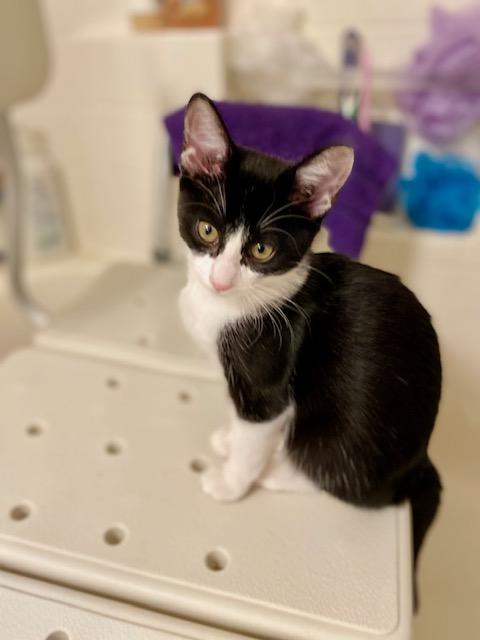 Enlarge Iris, a Adoptable Domestic Short Hair in Chino valley, AZ image 3/5