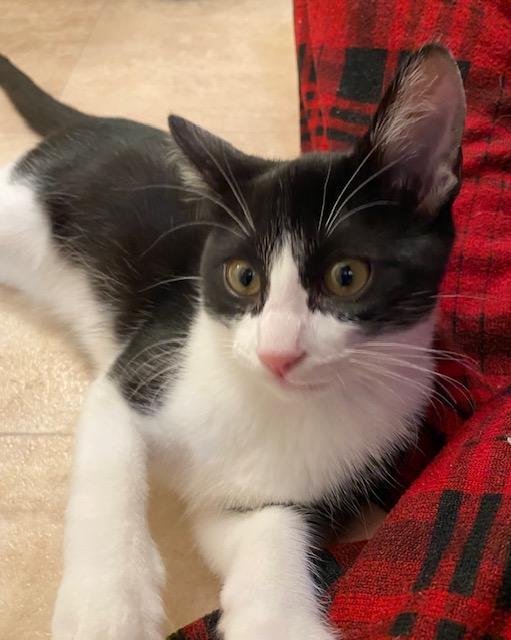 Iris, Adoptable, Kitten Female Domestic Short Hair.