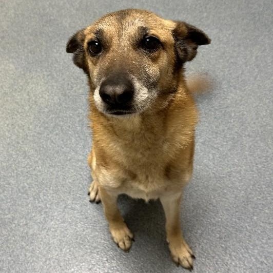 Gloria, a ADOPTABLE mixed breed in Suffolk, VA image 1/2