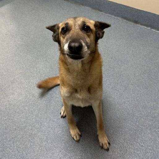 Gloria, a ADOPTABLE mixed breed in Suffolk, VA image 2/2