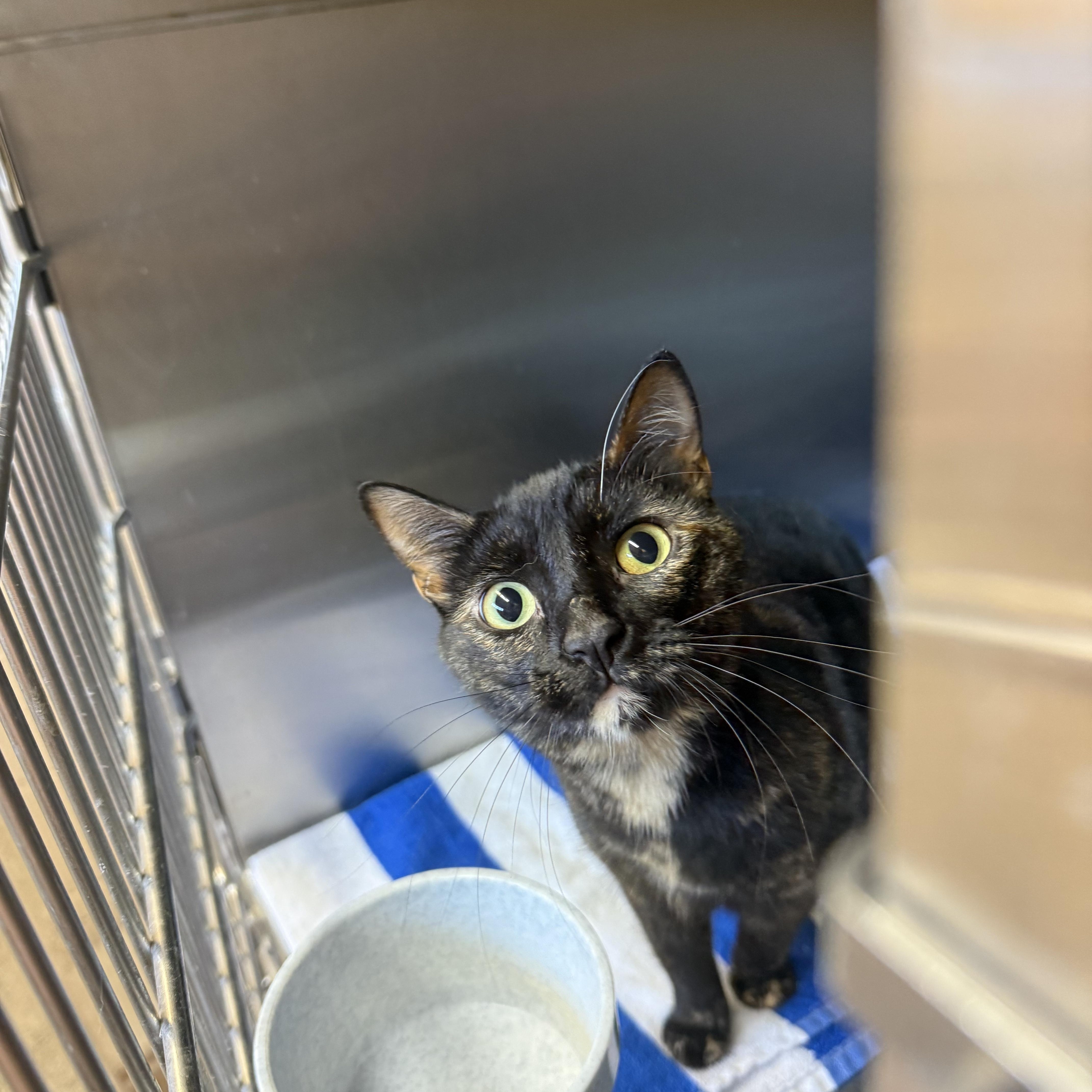 Enlarge SALSA, a Adoptable Tortoiseshell in Washington, UT image 1/1
