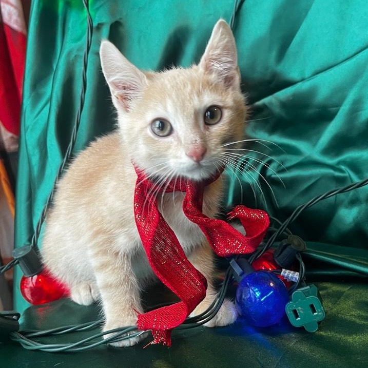 Enlarge Tic Tac Toe, an adopted Domestic Short Hair in Lemont, IL image 1/1