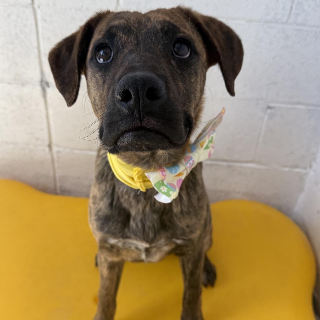 Enlarge Tora, a Adoptable Mixed Breed in Las Cruces, NM image 1/5