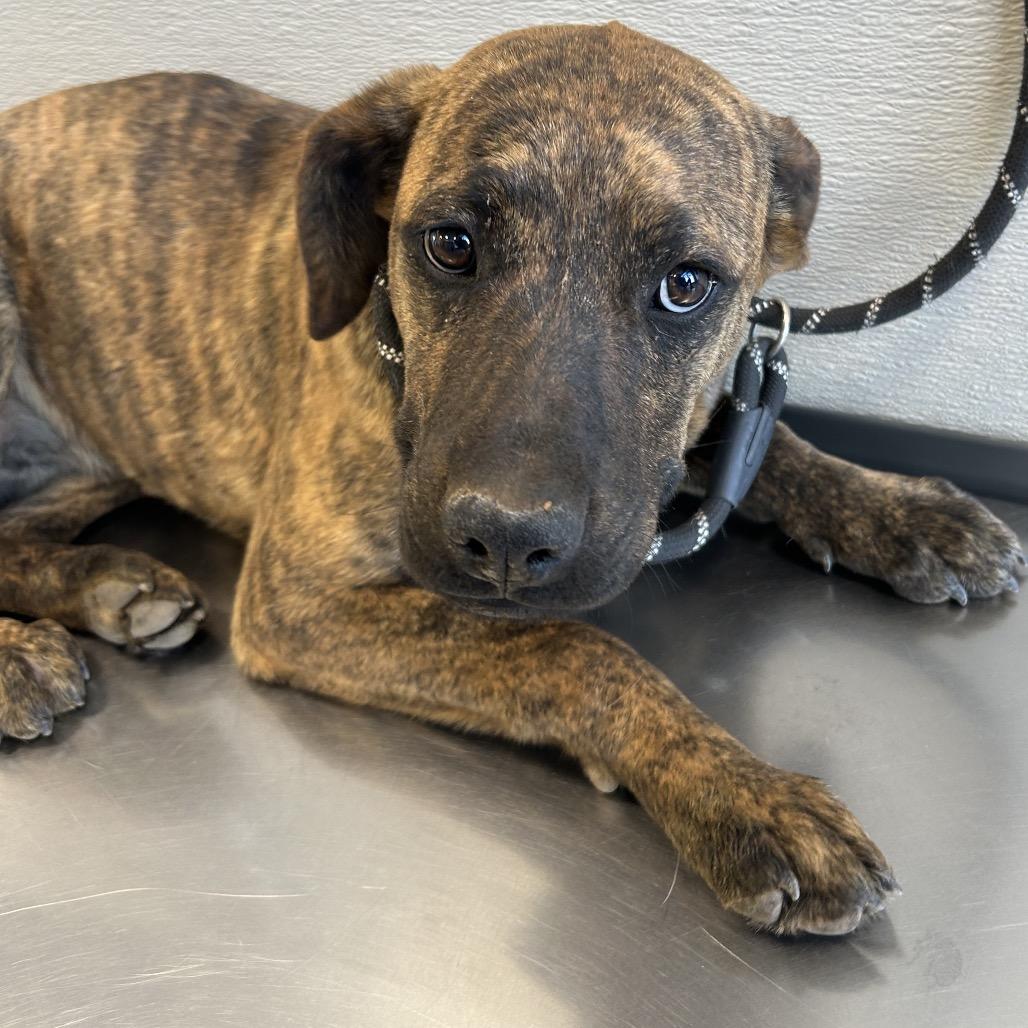 Enlarge Tora, a Adoptable Mixed Breed in Las Cruces, NM image 2/5