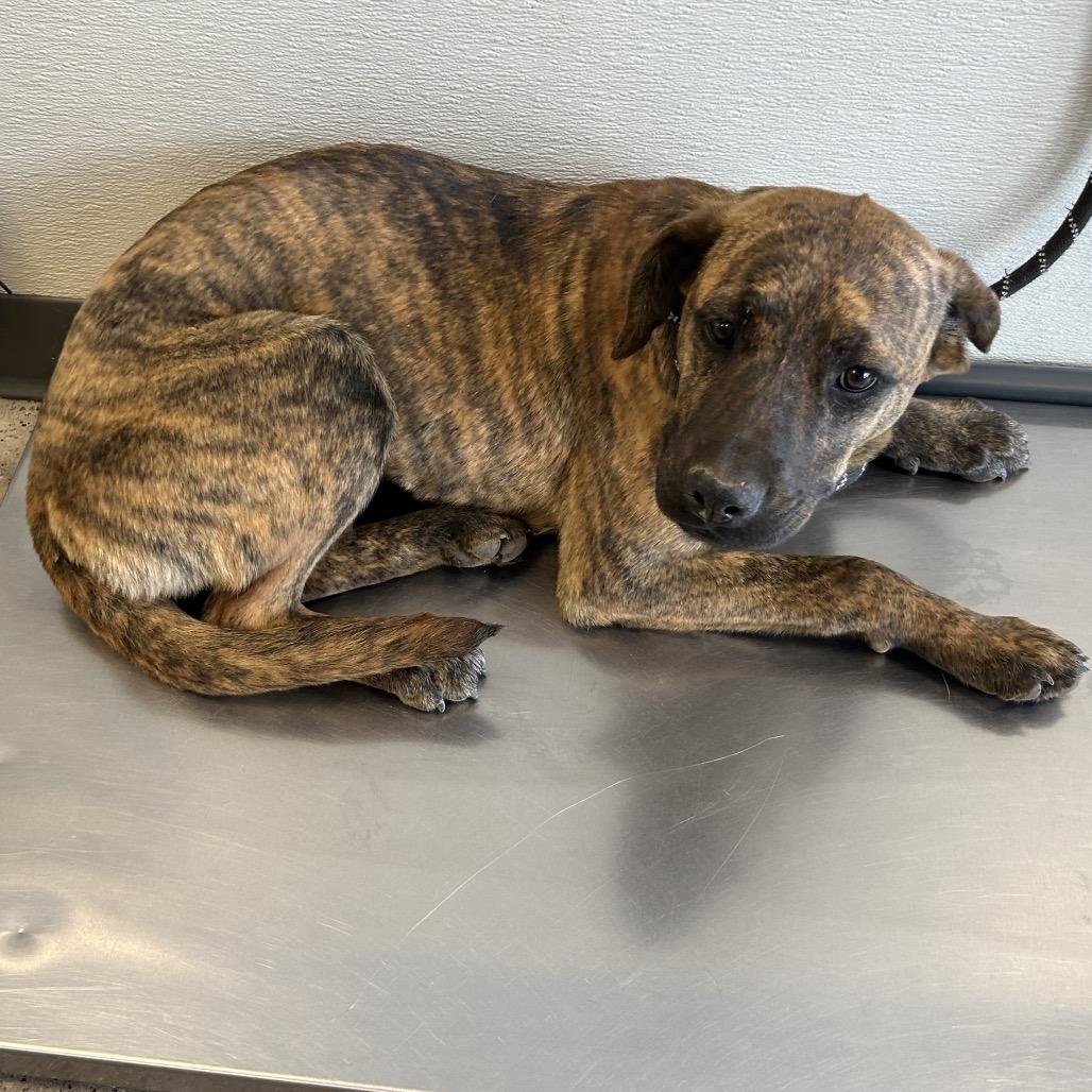 Enlarge Tora, a Adoptable Mixed Breed in Las Cruces, NM image 3/5