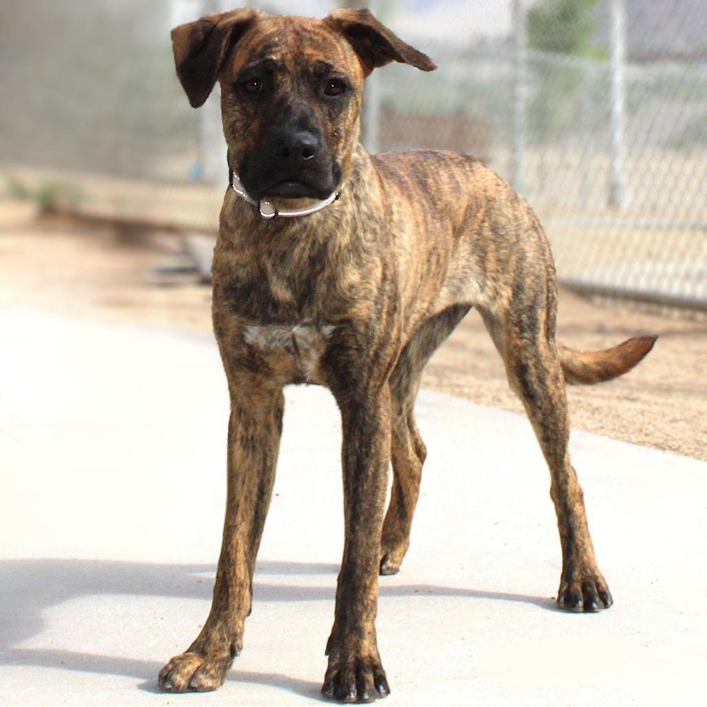 Enlarge Tora, a Adoptable Mixed Breed in Las Cruces, NM image 4/5