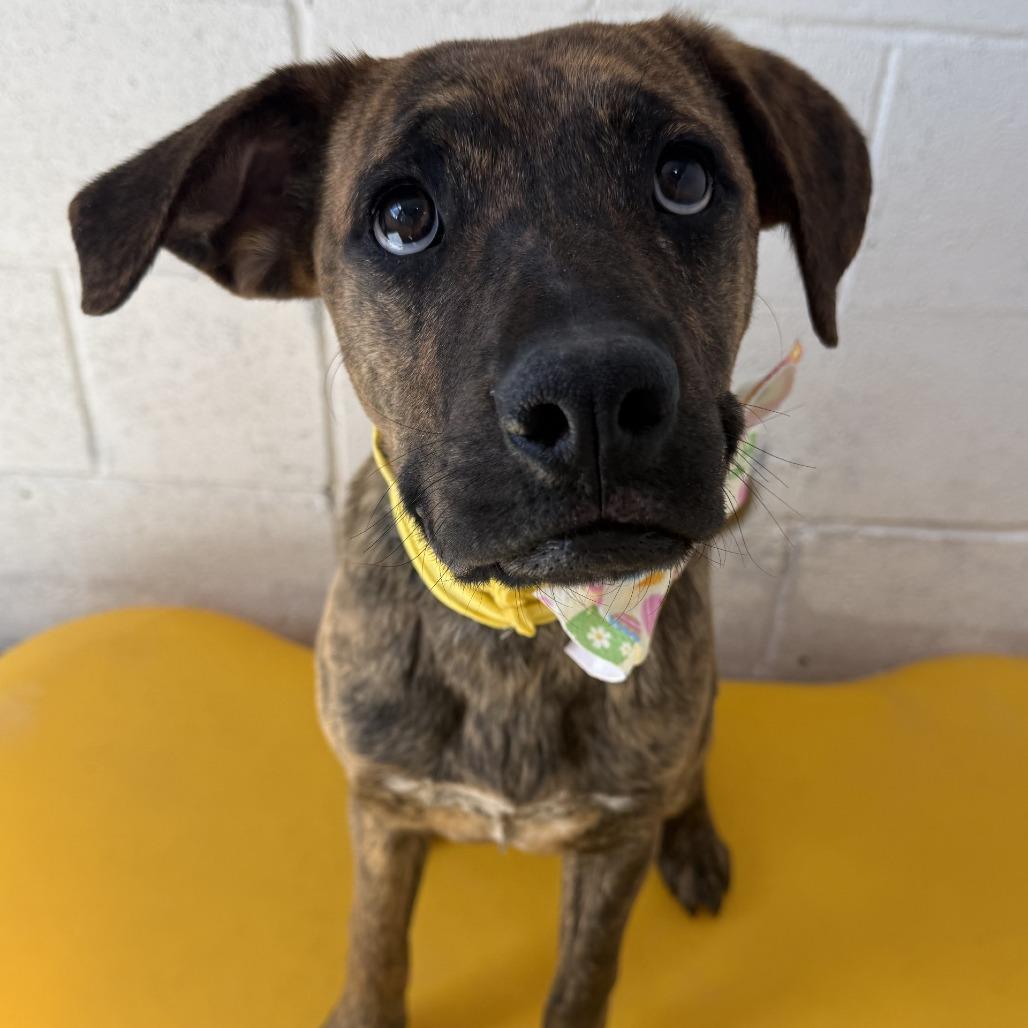 Enlarge Tora, a Adoptable Mixed Breed in Las Cruces, NM image 5/5