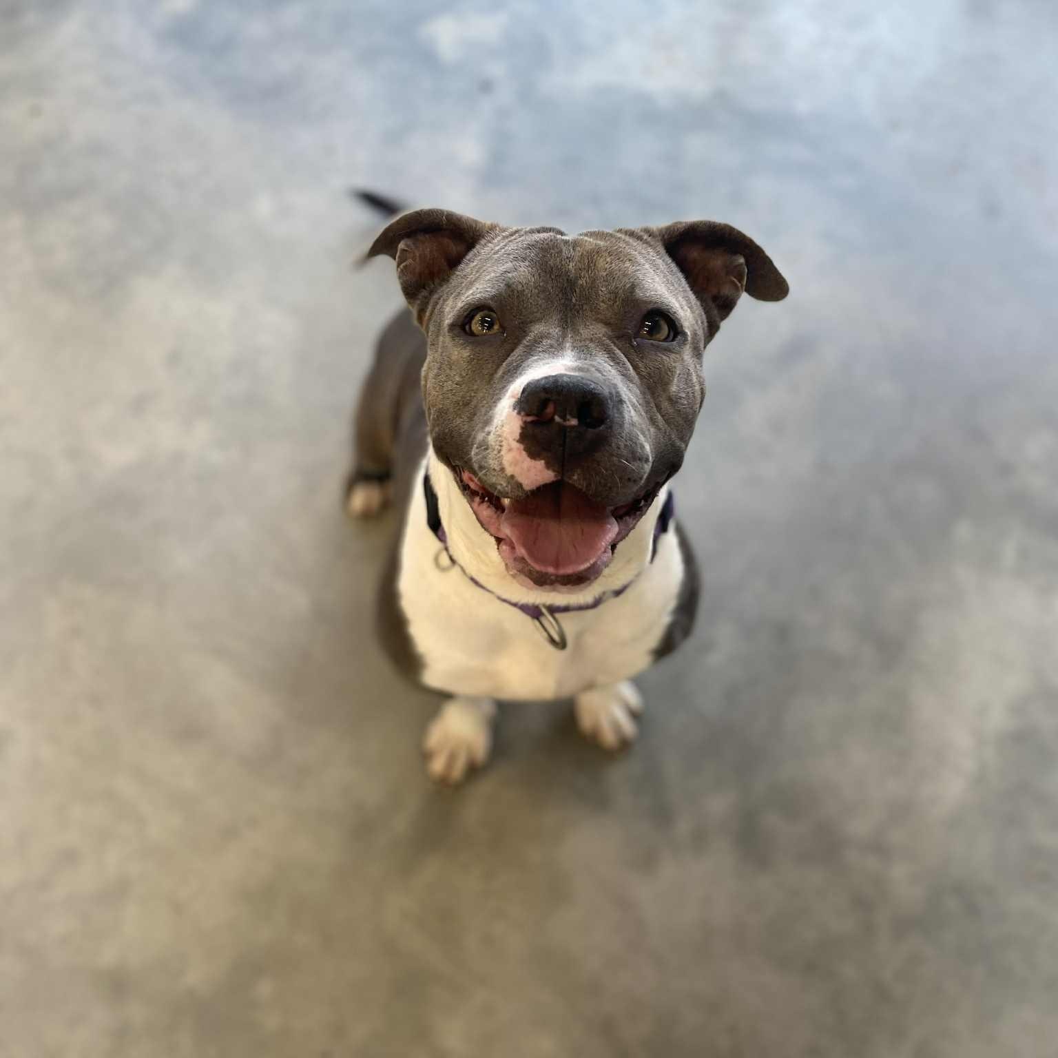 Millie, a Adoptable mixed breed in Emporia, VA image 3/6