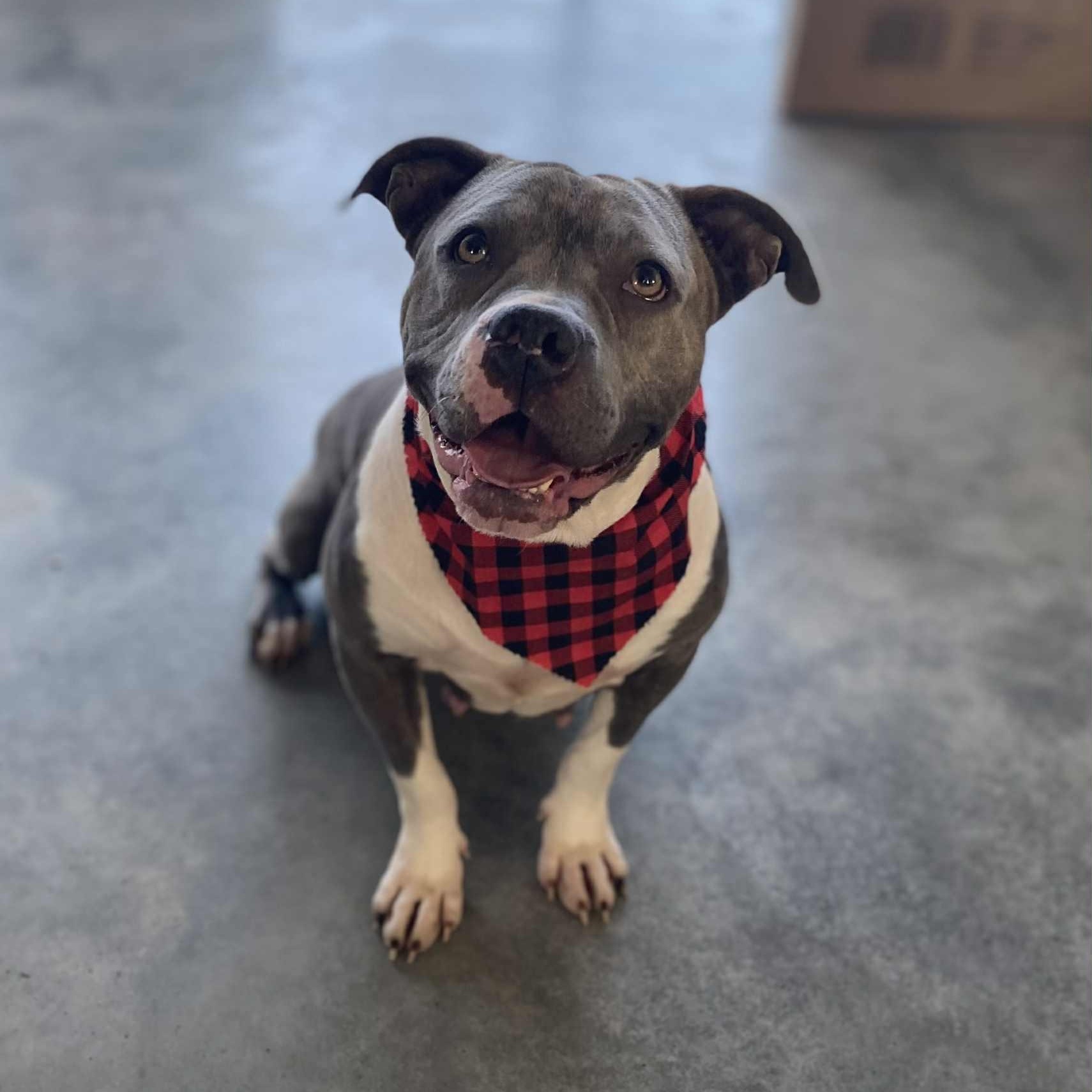 Millie, Adoptable, Adult Female Pit Bull Terrier & American Bully.