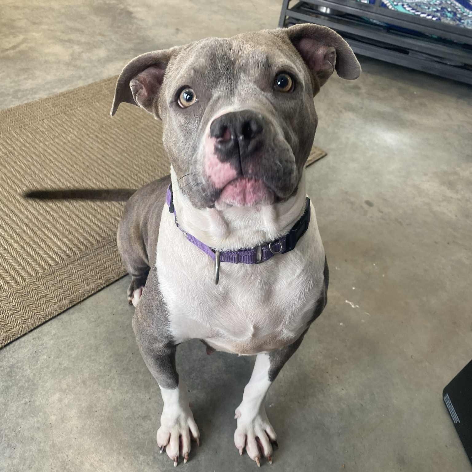 Millie, a Adoptable mixed breed in Emporia, VA image 4/6