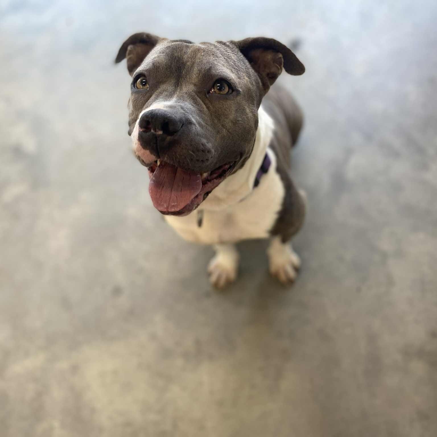 Millie, a Adoptable mixed breed in Emporia, VA image 2/6