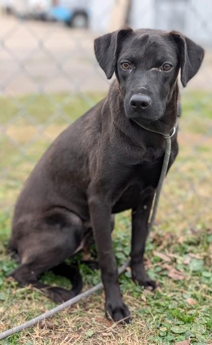 Enlarge Bonita, a Adoptable mixed breed in Gulfport, MS image 1/1