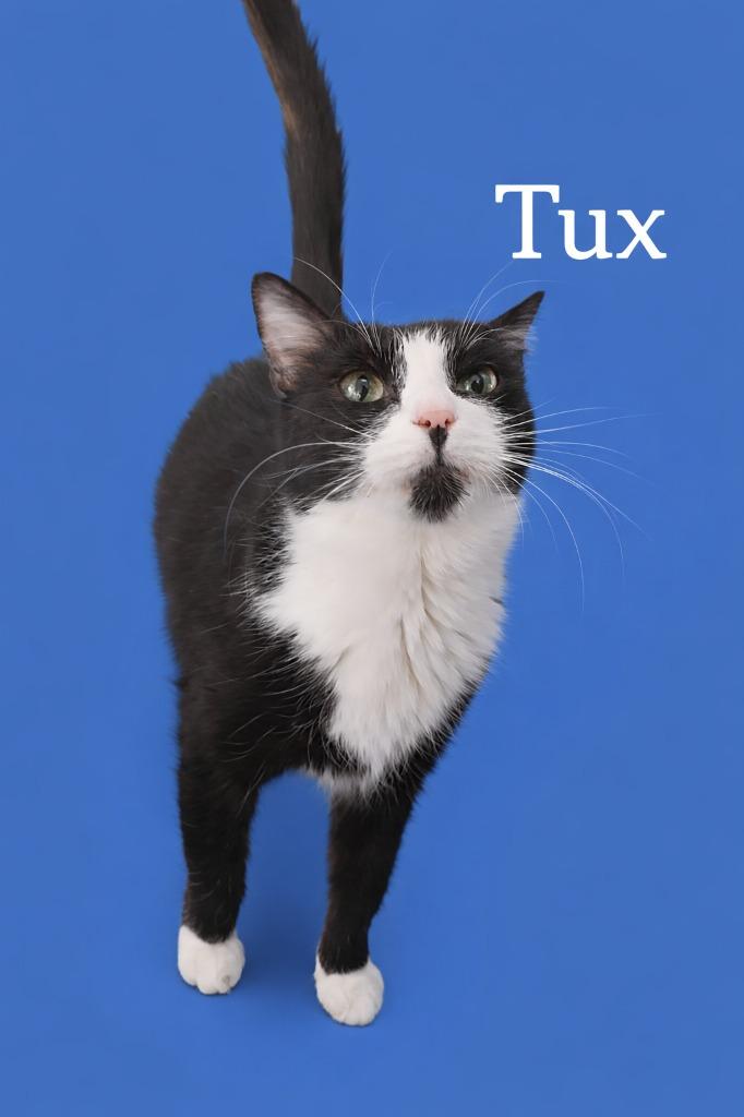 Enlarge Tux, a Adoptable mixed breed in Leonardtown, MD image 1/1