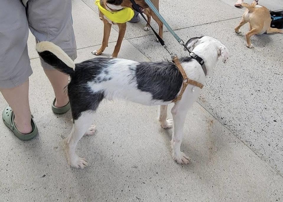 Thorn, Adoptable, Puppy Male Terrier.