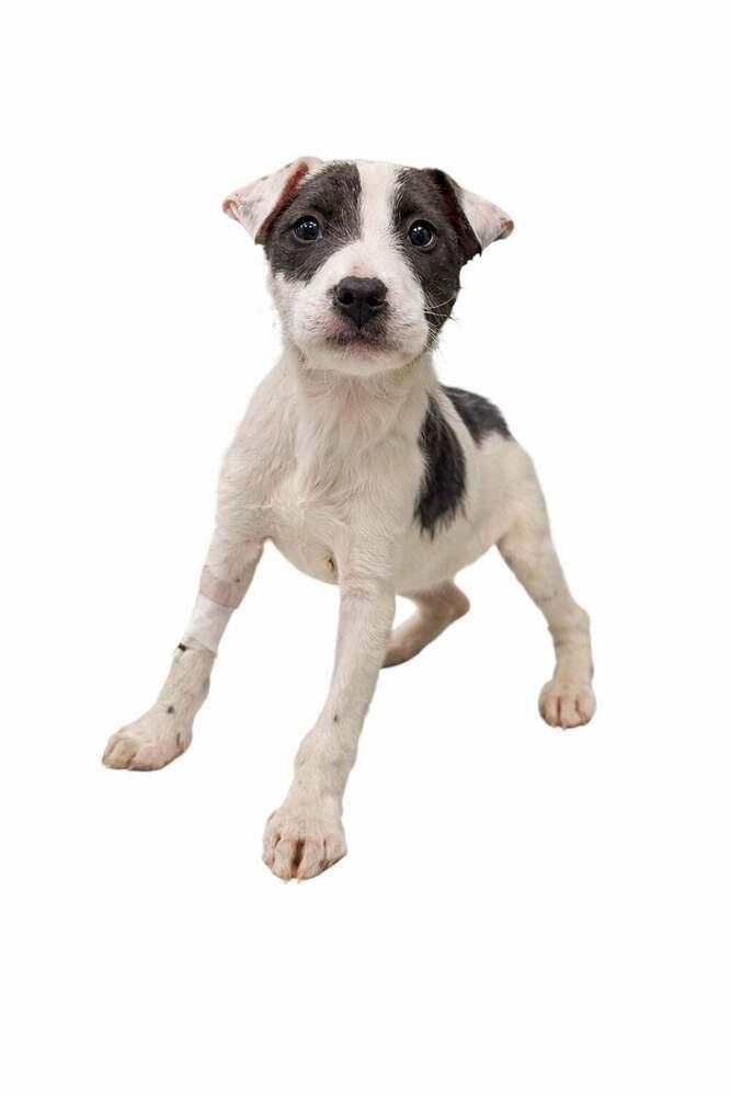 Thorn — thumbnail 2