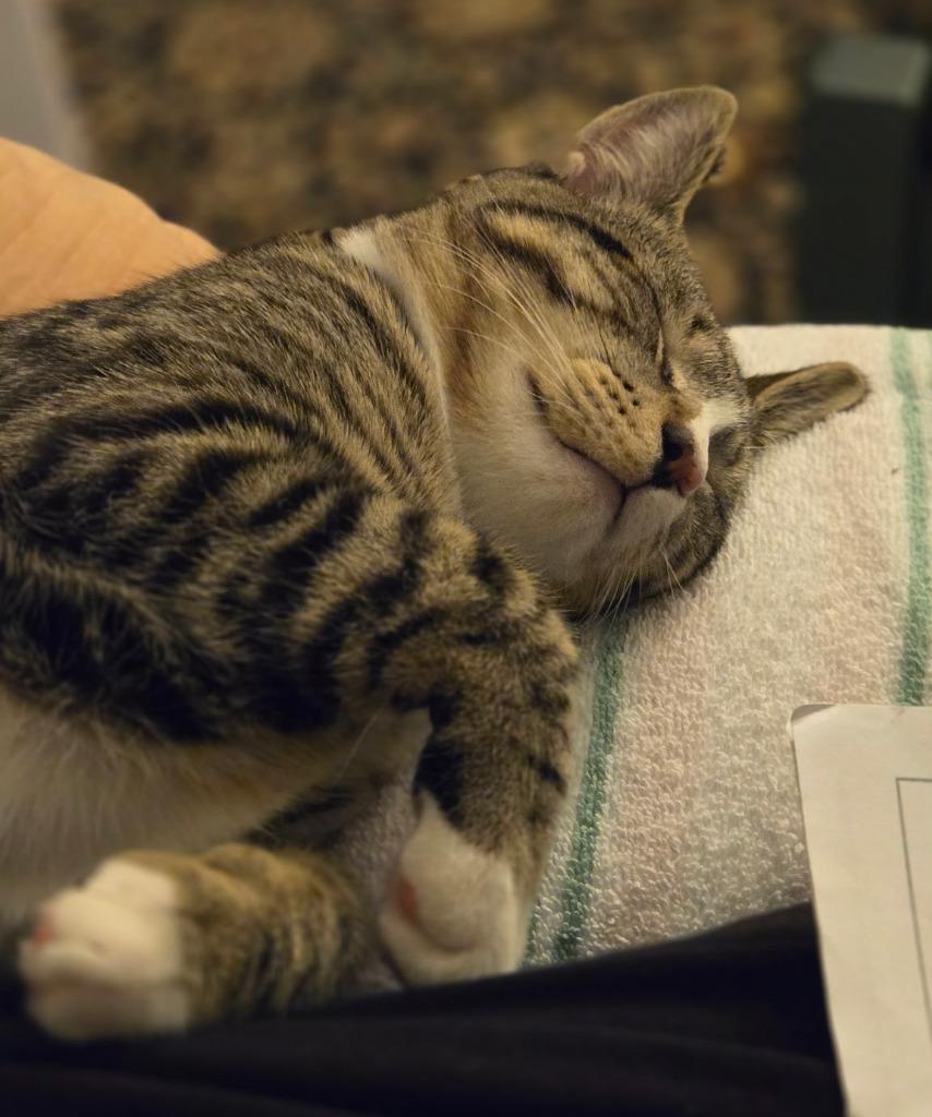 149-Linguine Pasta aka Buster - BONDED WITH BELLA — thumbnail 2