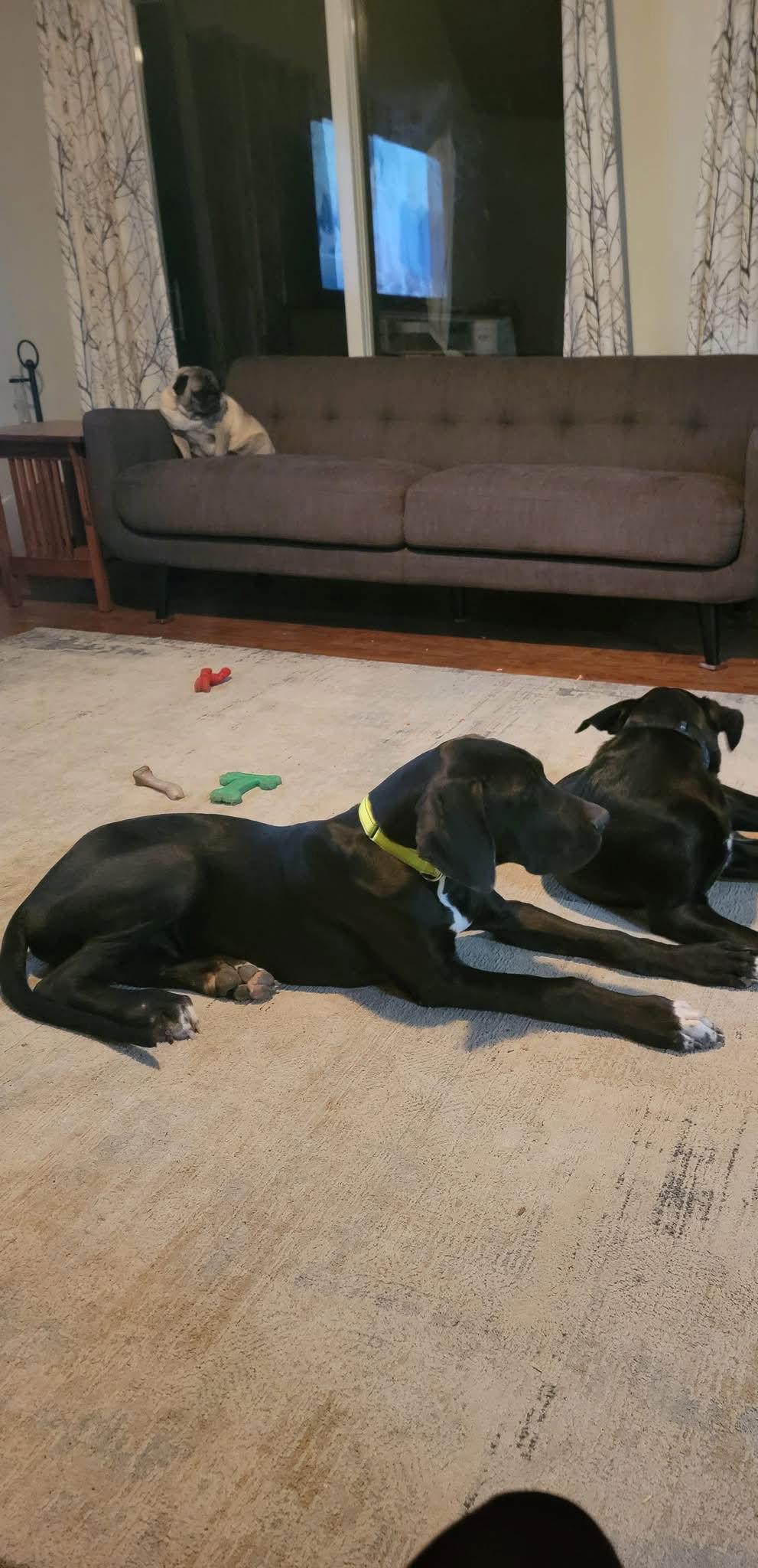 Moose, Adoptable, Puppy Male Great Dane.