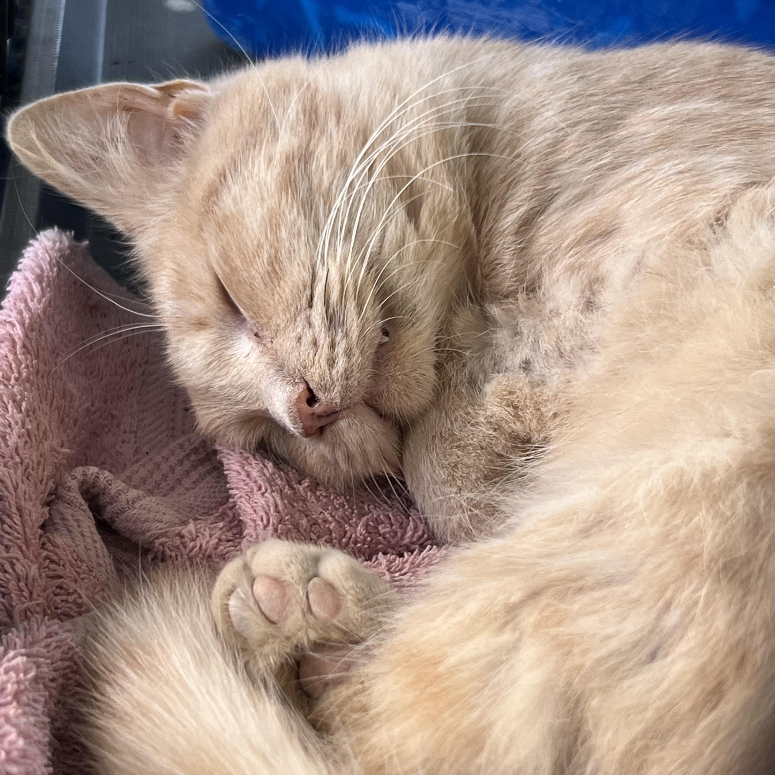 Cashew, ADOPTABLE, Young Male Domestic Short Hair.