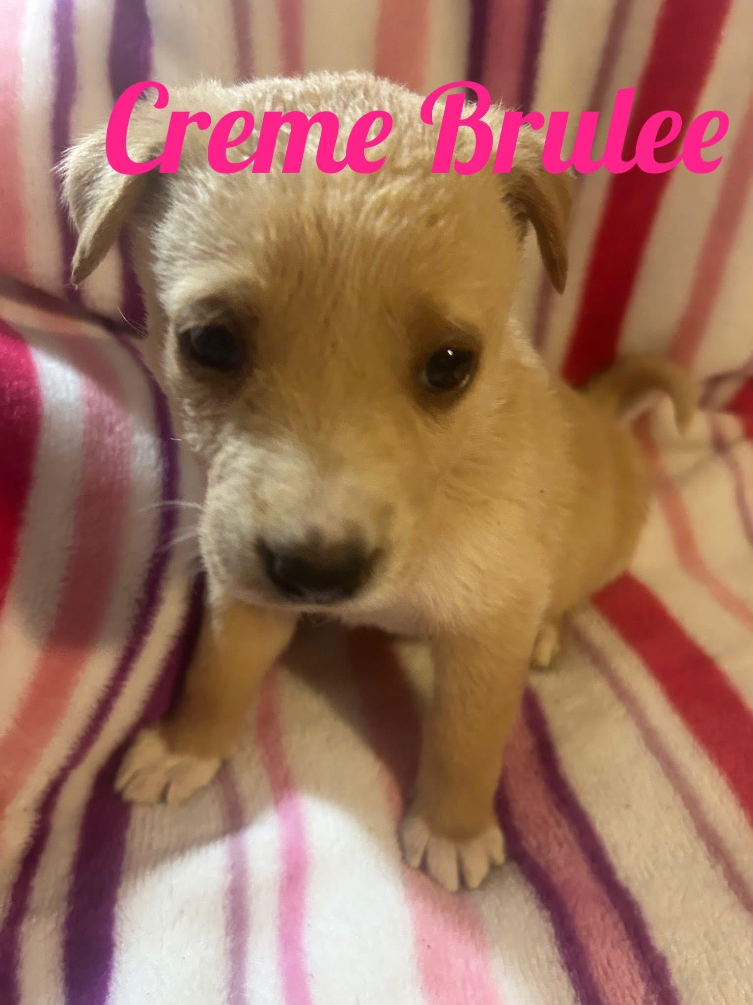 Enlarge SweetTreats-CremeBrulee, a Adopted mixed breed in Hardin, MT image 1/1