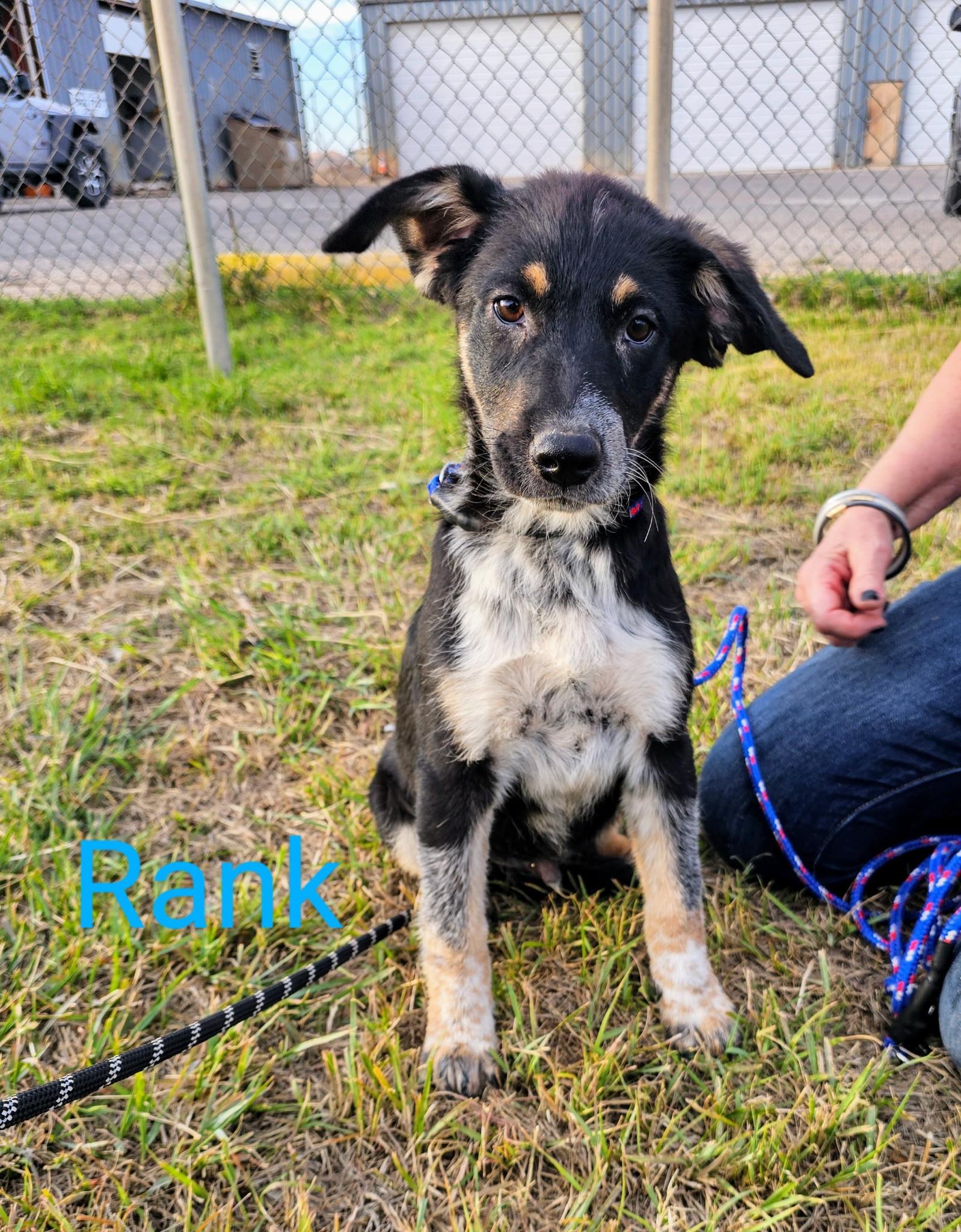 Rank, Adoptable, Adult Male Australian Cattle Dog / Blue Heeler.