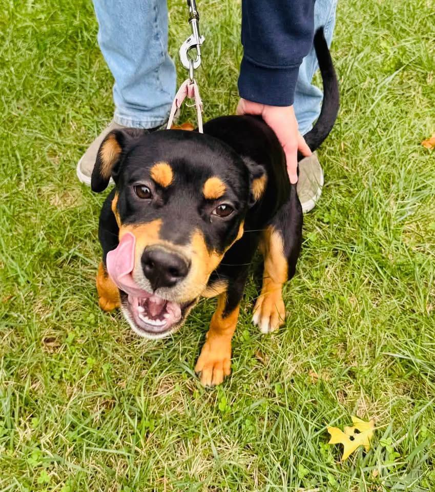 Enlarge Hazelnut, a Adoptable mixed breed in Brooks, ME image 2/3