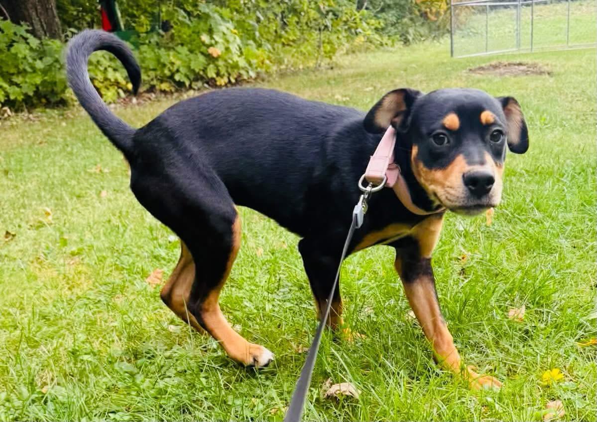 Enlarge Hazelnut, a Adoptable mixed breed in Brooks, ME image 1/3