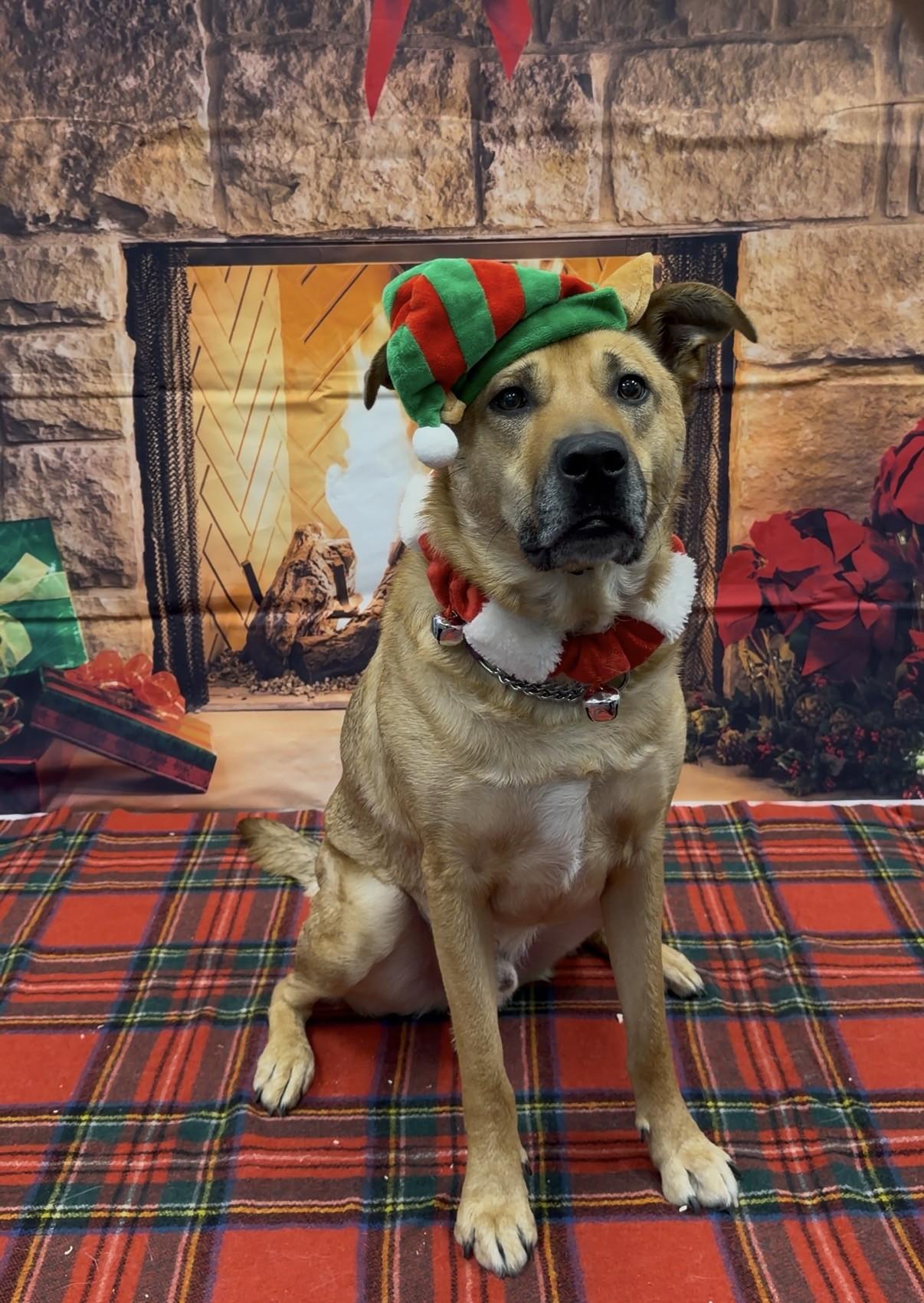 Enlarge Bear, a ADOPTABLE mixed breed in Delta, BC image 1/3