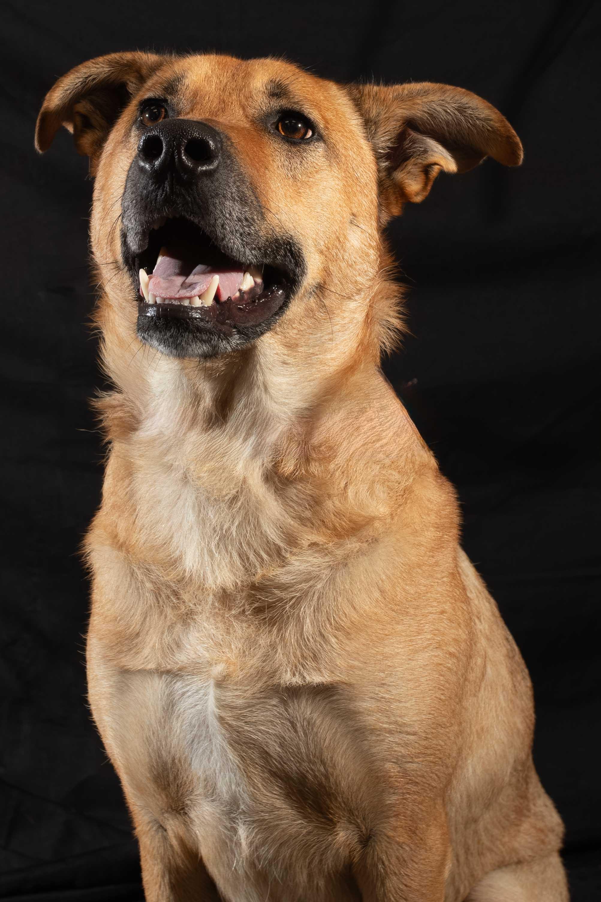 Enlarge Bear, a ADOPTABLE mixed breed in Delta, BC image 3/3