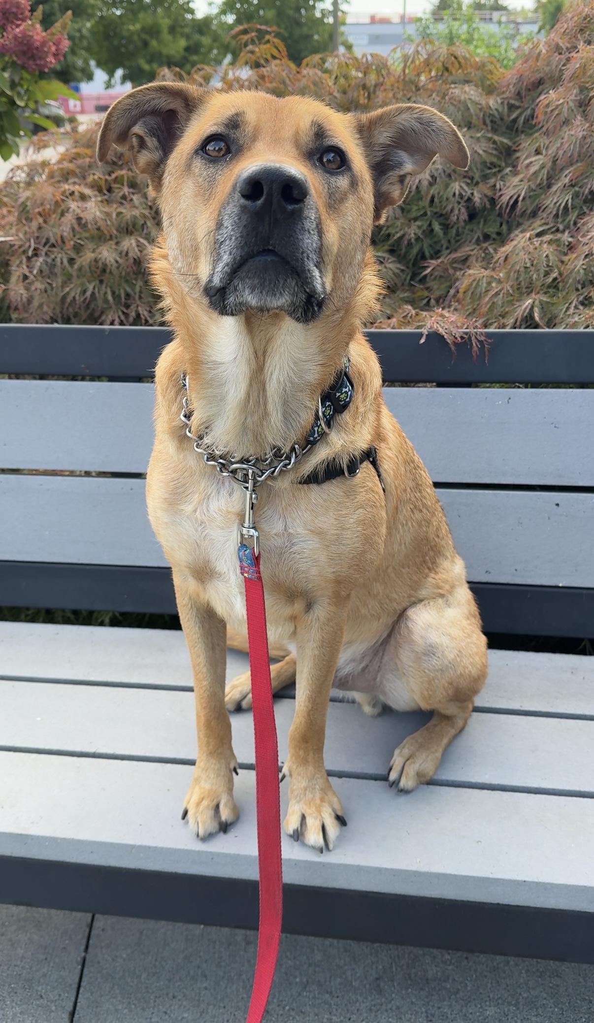 Enlarge Bear, a ADOPTABLE mixed breed in Delta, BC image 2/3