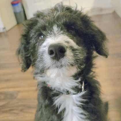 Charlie, Adopted, Puppy Male Golden Retriever & Poodle.