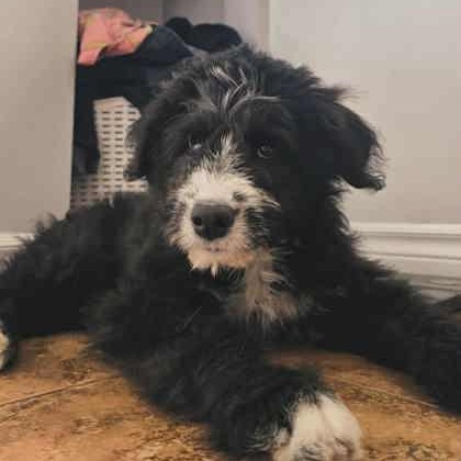 Enlarge Charlie, a Adopted mixed breed in Perth, ON image 3/3