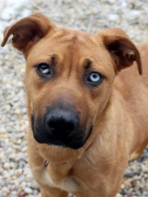 FANNIE, Adoptable, Young Female Pit Bull Terrier & German Shepherd Dog.