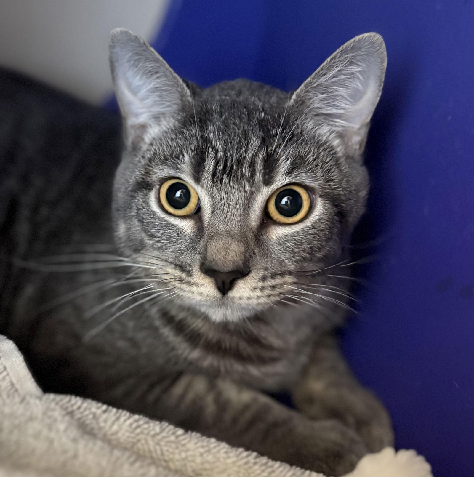 Mikey, Adopted, Adult Male Domestic Short Hair & Tabby.