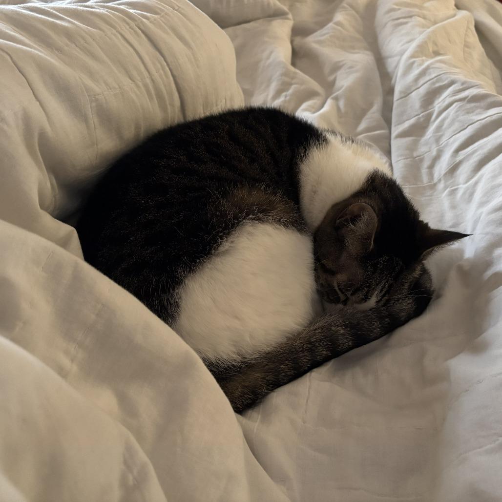 Tuna, a Adoptable Domestic Short Hair in Gainesville, FL image 2/3