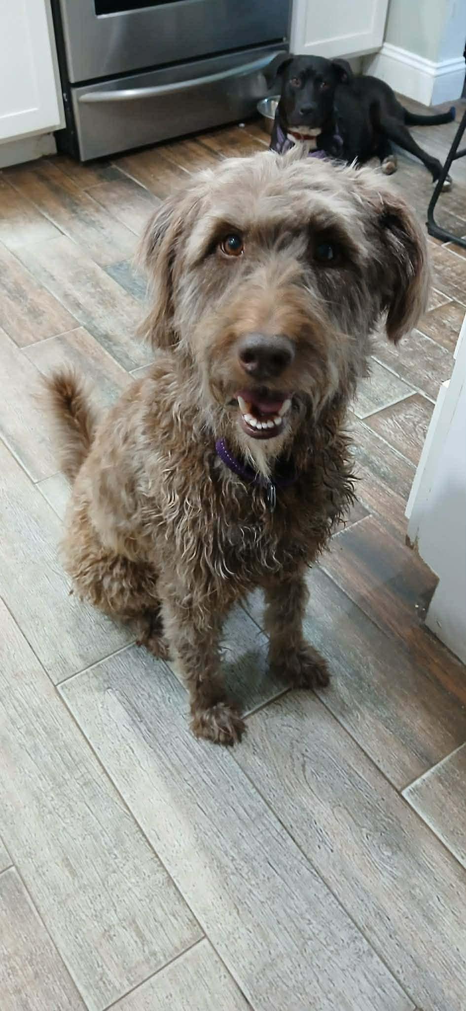 Enlarge Gabbie, a ADOPTABLE mixed breed in Elkton, MD image 2/5