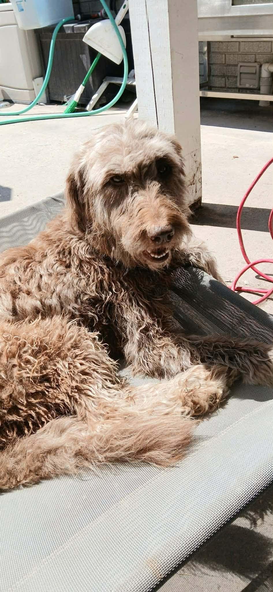 Gabbie, ADOPTABLE, Adult Female Labradoodle.