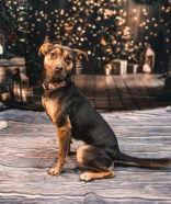 Pookie, Adoptable, Young Female Mixed Breed.