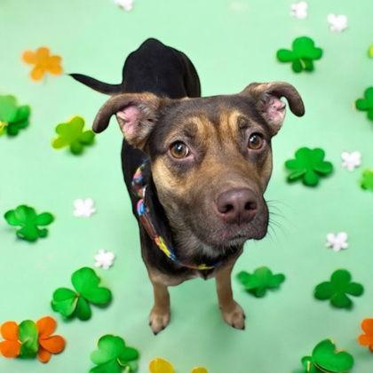 Pookie, a Adoptable Mixed Breed in Sullivan, IN image 3/3