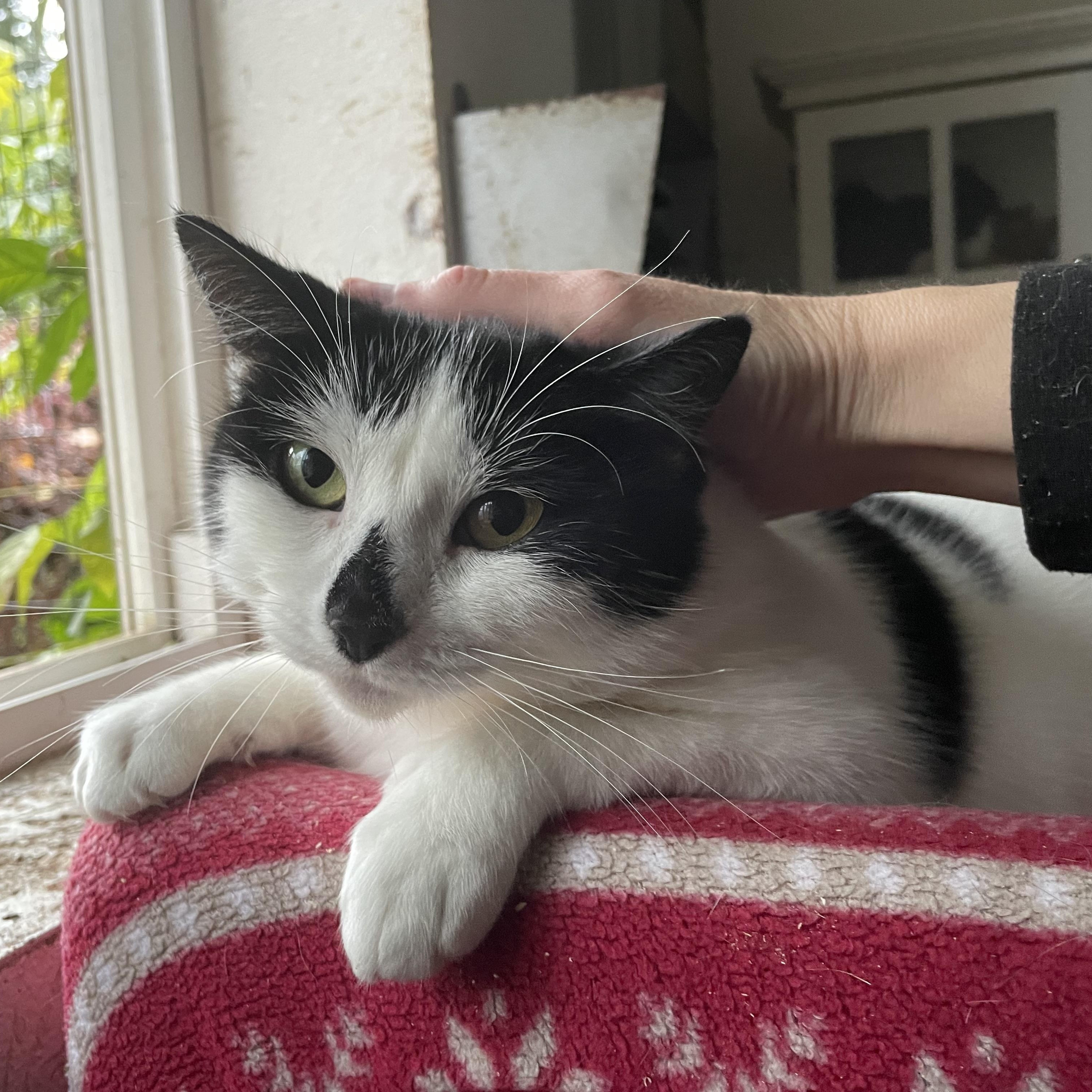 Enlarge Zinnia, a Adoptable Domestic Short Hair in Stanwood, WA image 4/5