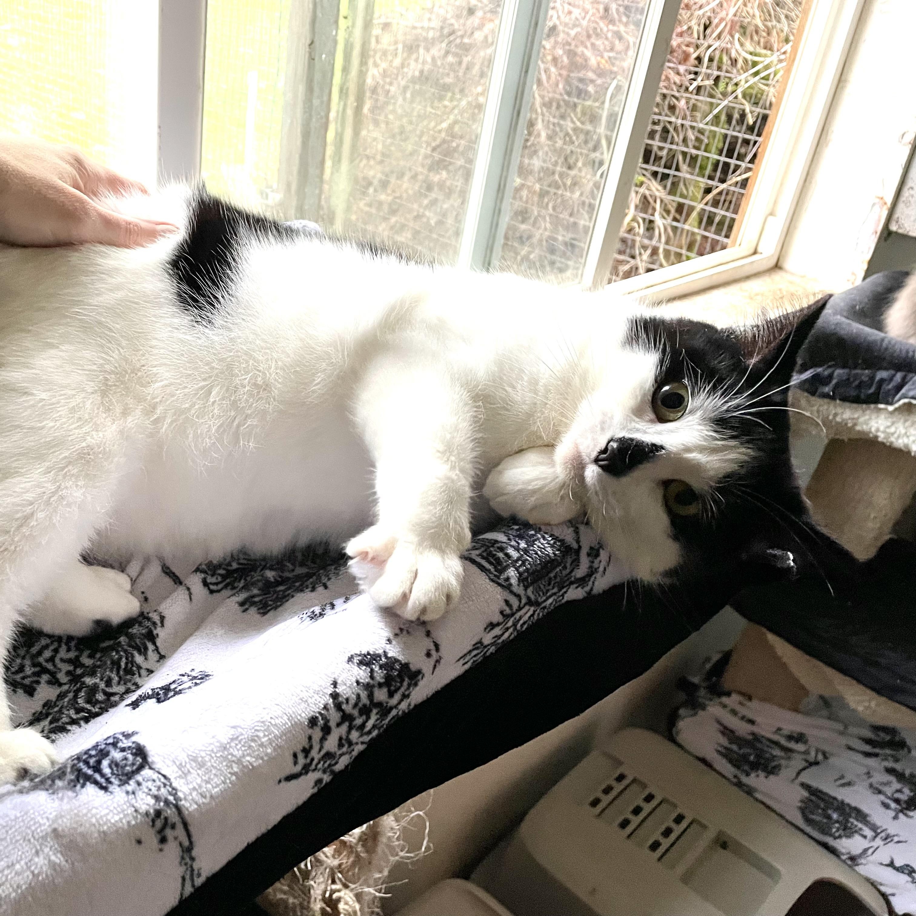 Zinnia, Adoptable, Adult Female Domestic Short Hair.