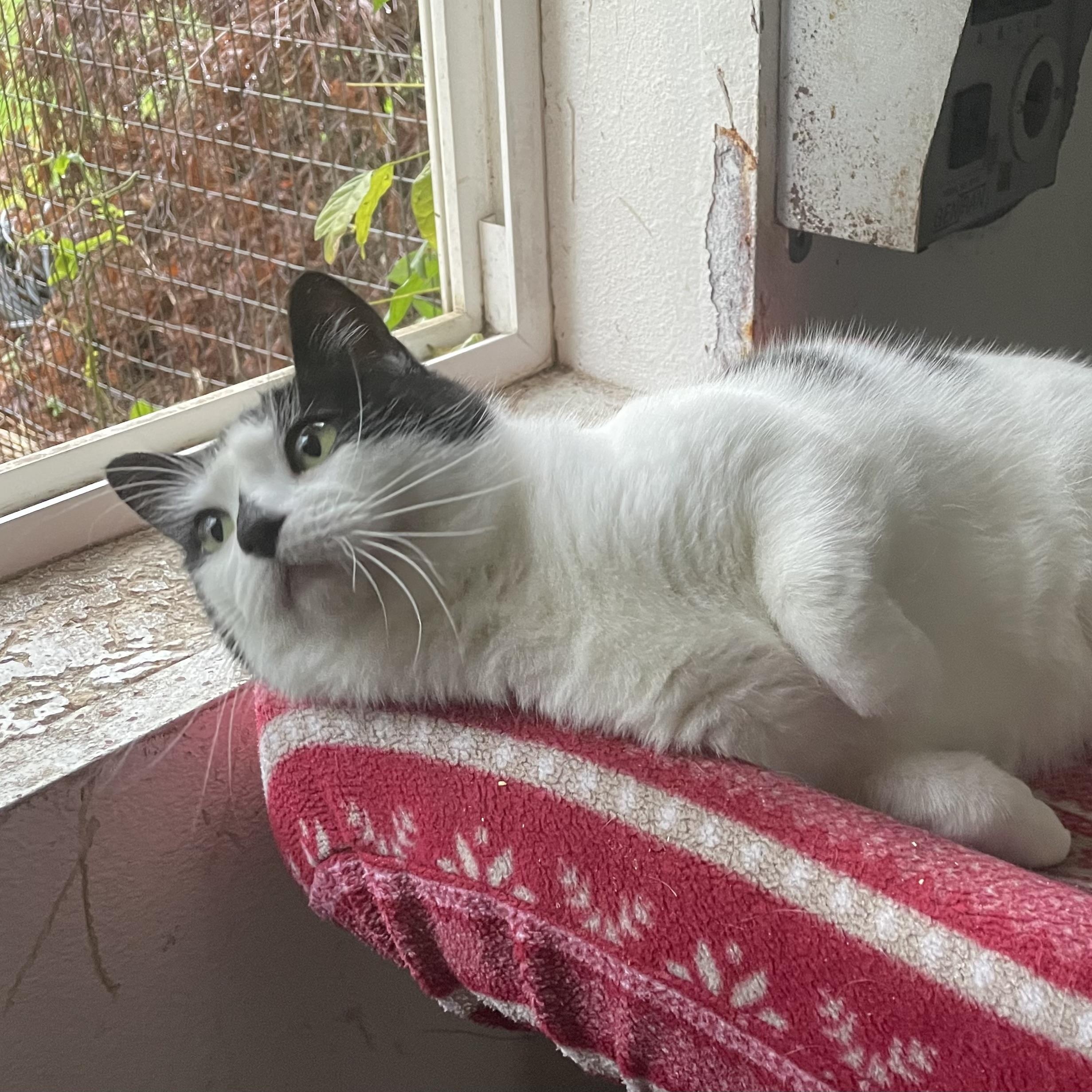 Enlarge Zinnia, a Adoptable Domestic Short Hair in Stanwood, WA image 3/5