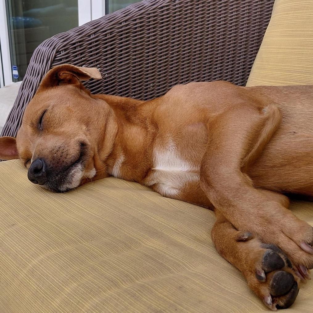 Enlarge Cha Cha, a Adoptable mixed breed in Pacifica, CA image 1/3