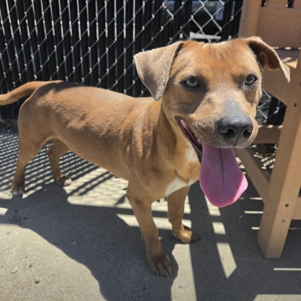 Enlarge Cha Cha, a Adoptable mixed breed in Pacifica, CA image 2/3