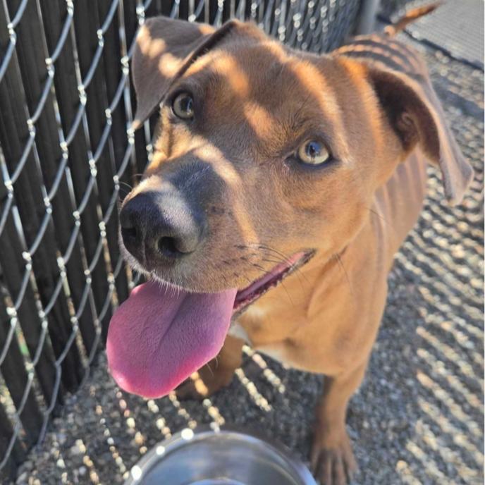 Enlarge Cha Cha, a Adoptable mixed breed in Pacifica, CA image 3/3