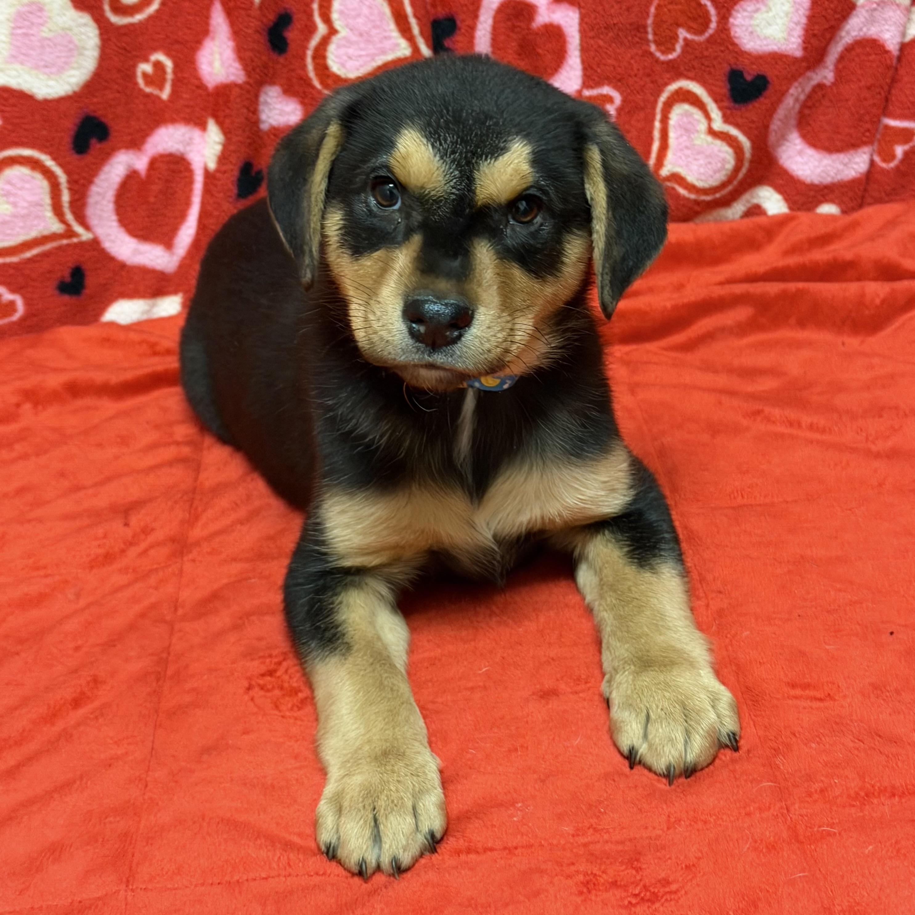 Enlarge Rhett, a Adoptable mixed breed in Libertyville, IL image 2/3